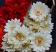 Chrysanthemum Bouquet - Cream