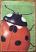 Ladybug Garden Flag, by Russ Berrie.