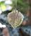 Short Glittered Leaf Ornament, by Raz Imports.