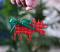 Tartan Plaid Moose Ornament