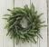 Frosted White Spruce Wreath