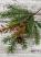 Angel Pine & White Spruce Prickly Pine Pick