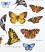 Field Guide Butterfly Printed Flour Sack Towel