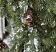 Snow Slash Pine 30 inch Hanging Bush