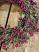 Burgundy Wispy Combo Berry 16 inch Wreath