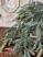 Frosted White Spruce 34 inch Hanging Bush