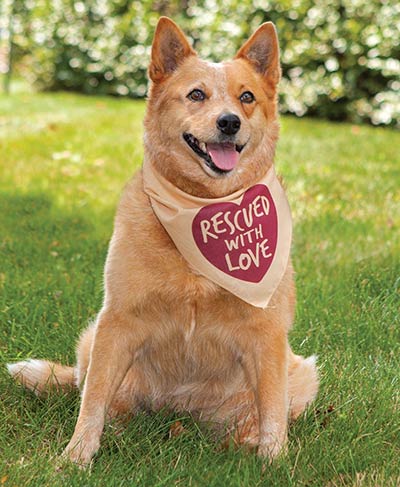 Rescued With Love Dog Bandana