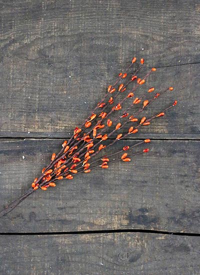 Burnt Orange Pip Berry Pick