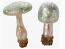 Mushroom Clip with Pale Green Top