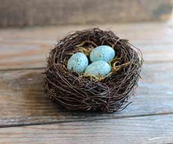 Bird's Nest with Eggs