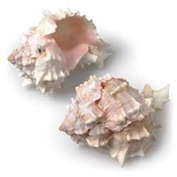 Pink Murex Shell