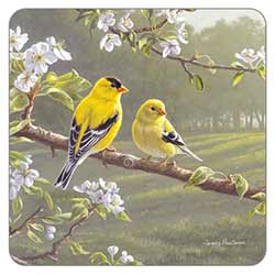 Goldfinches in the Park Coaster
