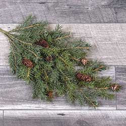 Angel Pine Spray with Cones