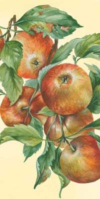 Apple Harvest Pocket Tissue