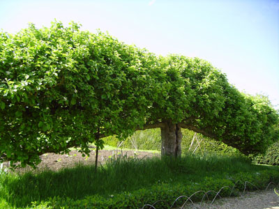 Espalier Fruit Tree