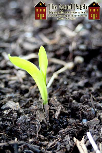 Garden Update 6/4/12 - Corn Start