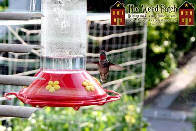 Garden Update 6/4/12 - Hummingbird