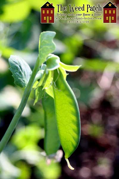 Garden Update 6/4/12 - Snap Peas