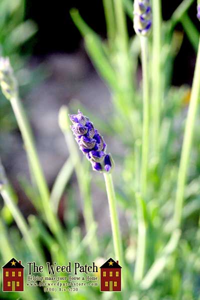 Hidecote Lavender