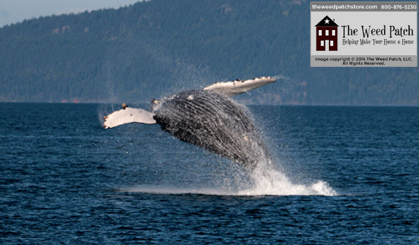 Whale Watching - Humpback Breach at The Weed Patch