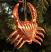 Orange Icy Wharf Crab Ornament, by Cody Foster.