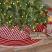 Gretchen 48 inch Tree Skirt by VHC Brands at The Weed Patch