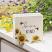 Bee Kind Sunflower Box Sign