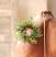 Christmas Green Prickly Pine 2 inch Candle Ring