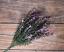 Lavender Asparagus Bush