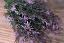 Lavender Asparagus Bush