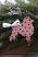 Pink Poodle Ornament