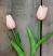 Small Light Pink Tulips