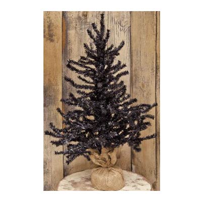Black Pine Tree -  2 foot