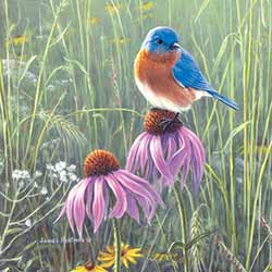 Bluebird in Prairie Coaster