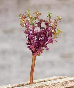 Purple Succulent Pick