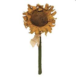 Raggedy Sunflower, 12 inch